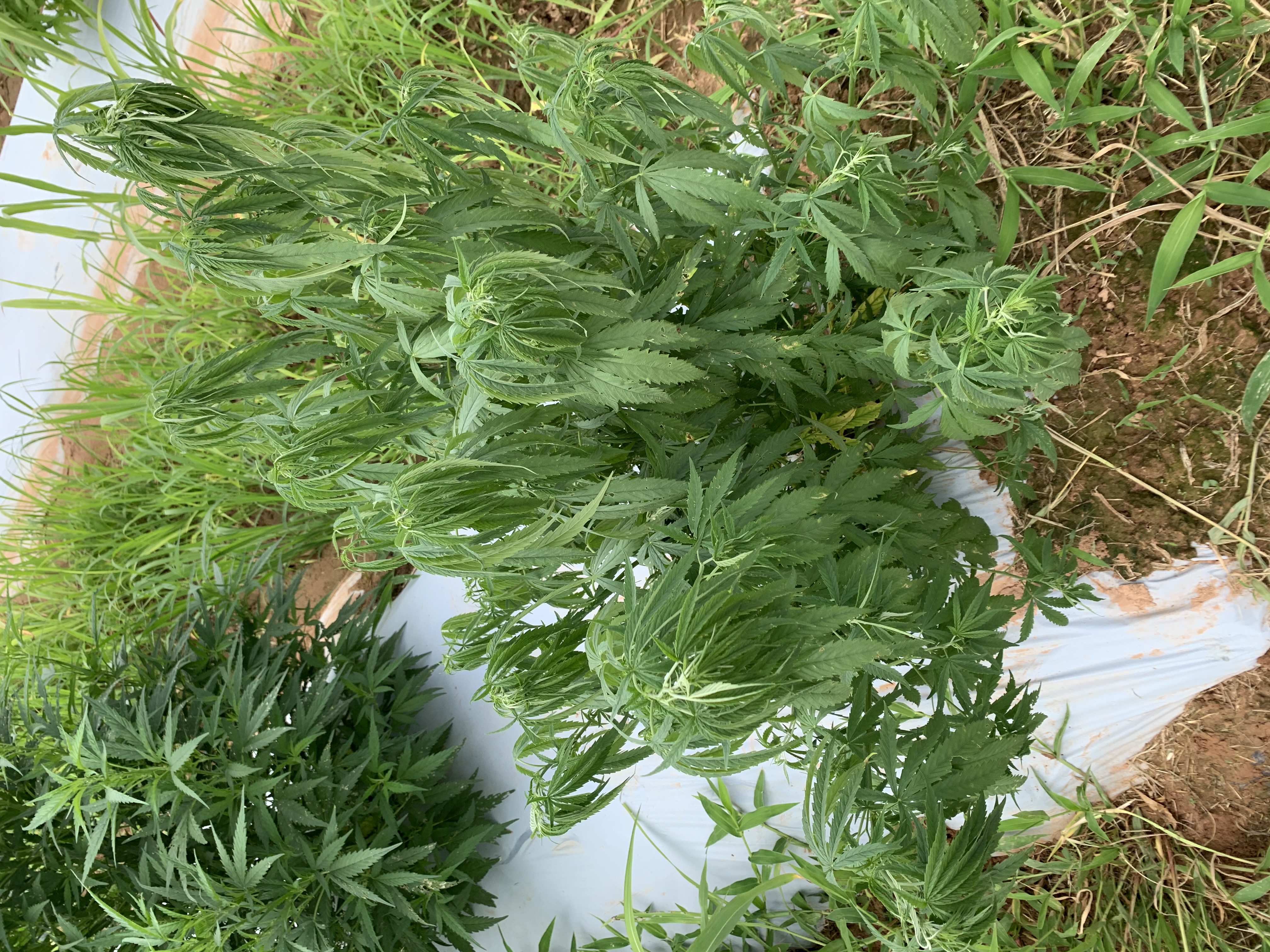 Louisiana industrial hemp hit hard by southern blight